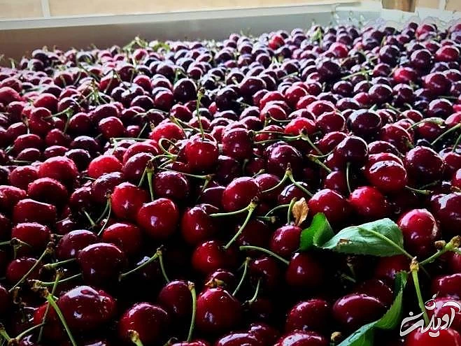 استفاده از آلبالو برای کاهش خطر سکته خواص آلبالو